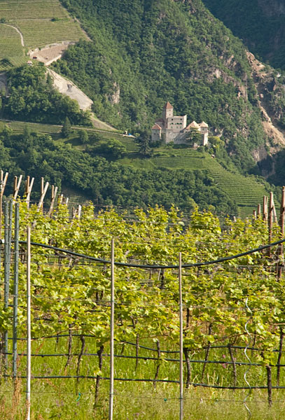 Weinbaugebiet Bozen