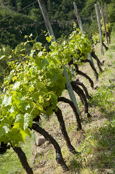 Weinbaugebiet Bozen