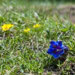 Almblumen, Alpenblume, Alpenblumen, Alpenflora, Alpenpflanze, Alpenpflanzen, Bergflora, Blauer Enzian, Blume, Blumen, Botanik, Enzian, Euasteriden, Flora, Gentian, Gentiana, Pflanze, Stella Alpina, fiore, fiori