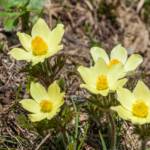 Almblumen, Alpenblume, Alpenblumen, Alpenflora, Alpenpflanze, Alpenpflanzen, Bergflora, Blume, Blumen, Botanik, Flora, Pflanze, Schwefelanemone, fiore, fiori