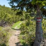 Latsche, Latschen, Latschenkiefer, Wanderweg, sentiero