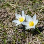 Almblumen, Alpenblume, Alpenblumen, Alpenflora, Alpenpflanze, Alpenpflanzen, Bergflora, Blume, Blumen, Botanik, Flora, Pflanze, Weiße Alpenanemone, fiore, fiori