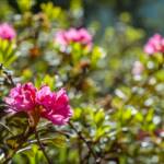 Almrausch, Almrose, Almrosen, Alpenrose, Alpenrosen, Blume, Blumen, Botanik, Flora, Pflanze, Rhododendren, Rhododendron, fiore, fiori