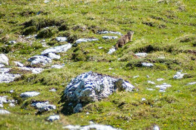 Murmeltiere unterm Puez