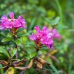 Almblumen, Almrausch, Almrose, Almrosen, Alpenblume, Alpenblumen, Alpenflora, Alpenpflanze, Alpenpflanzen, Alpenrose, Alpenrosen, Bergflora, Botanik, Flora, Pflanze, Rhododendren, Rhododendron