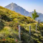 Alpenrosen, Sonntagsweide