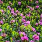 Almblumen, Almrausch, Almrose, Almrosen, Alpenblume, Alpenblumen, Alpenflora, Alpenpflanze, Alpenpflanzen, Alpenrose, Alpenrosen, Bergflora, Blume, Blumen, Botanik, Flora, Passeiertal, Pflanze, Rhododendren, Rhododendron, fiore, fiori