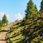 Alpenrosen, Wanderer, Wanderweg, Weg, cammino, sentiero, wandern, way