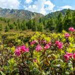 Almblumen, Almrausch, Almrose, Almrosen, Alpenblume, Alpenblumen, Alpenflora, Alpenpflanze, Alpenpflanzen, Alpenrose, Alpenrosen, Bergflora, Blume, Blumen, Botanik, Flora, Passeiertal, Pflanze, Rhododendren, Rhododendron, fiore, fiori