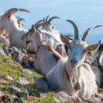 Fauna, Tiere, Ziege, Ziegen, Ziegenartige, Ziegenbock, capra, geiss, geissen, goat