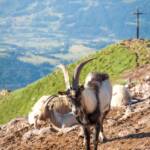 Fauna, Tiere, Ziege, Ziegen, Ziegenartige, Ziegenbock, capra, geiss, geissen, goat