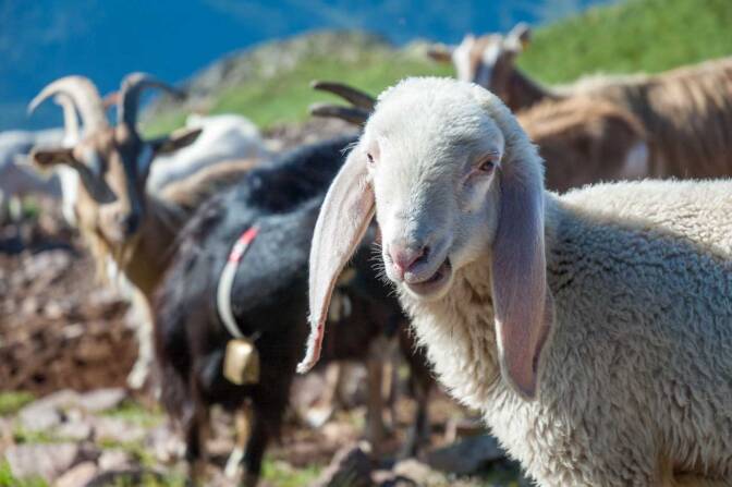 Ein weißes Scharf unter Ziegen