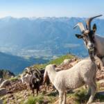 Fauna, Schaf, Tiere, Ziege, Ziegen, Ziegenartige, Ziegenbock, capra, geiss, geissen, goat