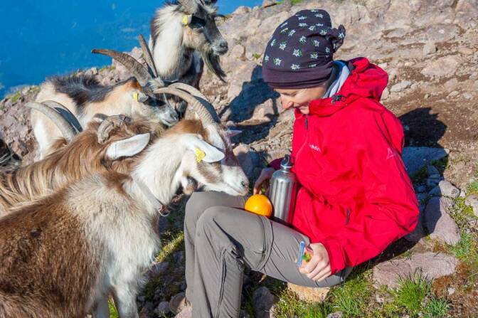 Scheu sind sie nicht, die Geißlein