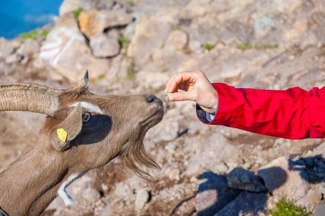 Ziegen mögen auch Kekse