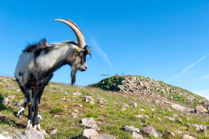 Ziegenbock