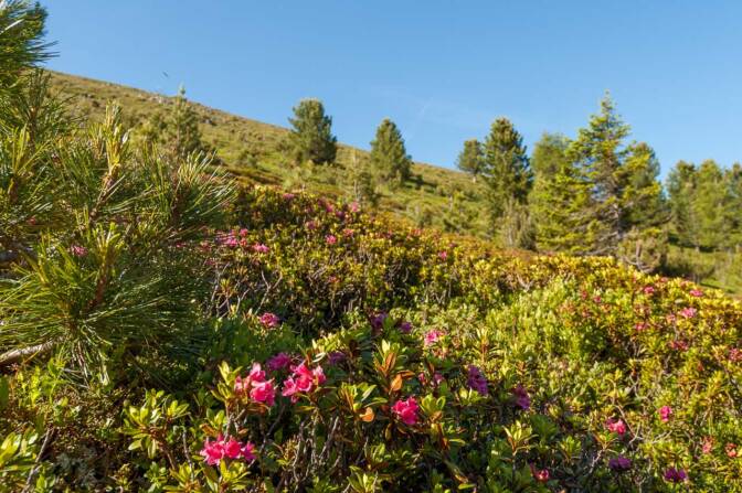 Was für ein herrlicher Almrosenteppich!