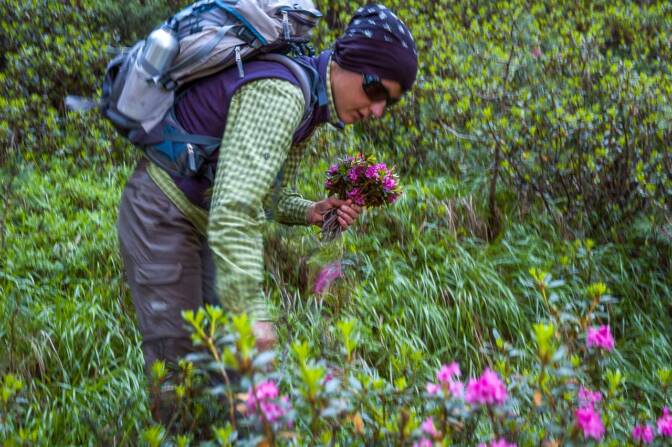 Alpenrosen, bei uns eher als Almrosen bezeichnet.