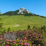 Almrausch, Almrose, Almrosen, Alpenrose, Alpenrosen, Berg, Berge, Corno Bianco, Rhododendren, Rhododendron, Weisshorn, Weißhorn