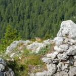 Alpenmurmeltier, Fauna, Marmotta, Murmeltier, Murmeltiere, Nagetiere, Tiere