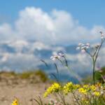 Almblumen, Alpenblume, Alpenblumen, Alpenflora, Alpenpflanze, Alpenpflanzen, Bergflora, Blume, Blumen, Botanik, Flora, Pflanze, Sella, Sella Gruppe, Sella Massiv, Sellagruppe, Sellastock, fiore, fiori