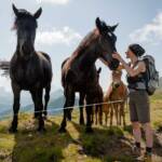 Anni, Fauna, Pferd, Pferde, Ross, Tiere, cavallo, equino, horse