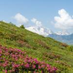 Almrausch, Almrose, Almrosen, Alpenrose, Alpenrosen, Marmolada, Marmolata, Rhododendren, Rhododendron