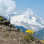 Almblumen, Alpenblume, Alpenblumen, Alpenflora, Alpenpflanze, Alpenpflanzen, Bergflora, Botanik, Flora, Gelber Alpenmohn, Marmolada, Marmolata, Pflanze