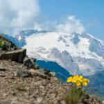 Belluno, Dolomiten, Gelber Alpenmohn, Marmolada, Marmolata