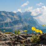 Almblumen, Alpenblume, Alpenblumen, Alpenflora, Alpenpflanze, Alpenpflanzen, Bergflora, Botanik, Flora, Gelber Alpenmohn, Pflanze