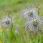 Almblumen, Alpenblume, Alpenblumen, Alpenflora, Alpenpflanze, Alpenpflanzen, Bergflora, Blume, Blumen, Botanik, Flora, Kuhschelle, Küchenschelle, Pflanze, fiore, fiori