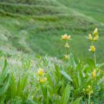 Almmatte, Almwiese, Almwiesen, Alpe