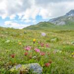 Almmatte, Almwiese, Almwiesen, Alpe