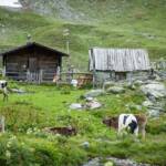 Alm, Almhaus, Almhütte, Bovinae, Fauna, Hornträger, Hütte, Matte, Rind, Rinder, Rindviecher, Rindvieh, Tiere, Weide, Wiederkäuer, alpine hut, baita, bos, bos taurus, bovina, bovini, bovis, cabana, cabin, capanna, cattle, chalet, hut, manzo, mountain hut, ox, vaccina