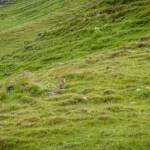 Alm, Almmatte, Almwiese, Almwiesen, Alpe, Alpenmurmeltier, Fauna, Marmotta, Matte, Murmeltier, Murmeltiere, Tiere, Weide