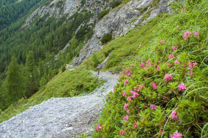 Alpenrosen am Ende der Uinaschlucht