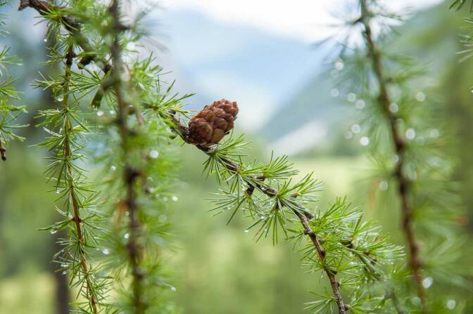 Regentropfen hängen noch an den Lärchenzweigen – Uina Tal