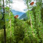 Ast, Botanik, Flora, Lärche, Lärchen, Pflanze, Tschurtschen, Zapfen, Zweig, Zweige, arm, branca, branch, larch, larice, larix, ramo, Äste