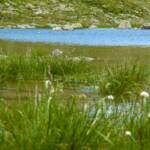 Gewässer, Pforzheimer See, See, lago, lake