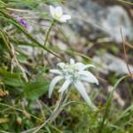 Almblumen, Alpen-Edelweiß, Alpenblume, Alpenblumen, Alpenflora, Alpenpflanze, Alpenpflanzen, Bergflora, Blume, Blumen, Botanik, Edelweiss, Edelweiß, Flora, Korbblütler, Leontopodium nivale, Pflanze, fiore, fiori