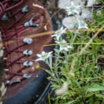 Almblumen, Alpen-Edelweiß, Alpenblume, Alpenblumen, Alpenflora, Alpenpflanze, Alpenpflanzen, Bergflora, Bergschuh, Bergschuhe, Bergstiefel, Blume, Blumen, Botanik, Edelweiss, Edelweiß, Flora, Korbblütler, Leontopodium nivale, Pflanze, Wanderschuh, Wanderschuhe, fiore, fiori, wandern