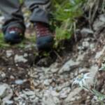 Almblumen, Alpen-Edelweiß, Alpenblume, Alpenblumen, Alpenflora, Alpenpflanze, Alpenpflanzen, Bergflora, Bergschuh, Bergschuhe, Bergstiefel, Blume, Blumen, Botanik, Edelweiss, Edelweiß, Flora, Korbblütler, Leontopodium nivale, Pflanze, Wanderschuh, Wanderschuhe, fiore, fiori, wandern