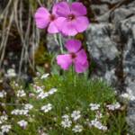 Almblumen, Alpenblume, Alpenblumen, Alpenflora, Alpenpflanze, Alpenpflanzen, Bartnelke, Bartnelken, Bergflora, Bergnelke, Bergnelken, Blume, Blumen, Botanik, Dianthus barbatus, Dianthus montanus, Flora, Pflanze, fiore, fiori