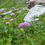 Almblumen, Alpenblume, Alpenblumen, Alpenflora, Alpenpflanze, Alpenpflanzen, Bergflora, Blume, Blumen, Botanik, Flora, Pflanze, Wiese, fiore, fiori