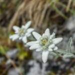 Almblumen, Alpen-Edelweiß, Alpenblume, Alpenblumen, Alpenflora, Alpenpflanze, Alpenpflanzen, Bergflora, Blume, Blumen, Botanik, Edelweiss, Edelweiß, Flora, Leontopodium nivale, Pflanze, fiore, fiori