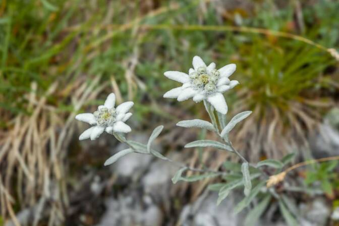 Edelweiß oder Stella Alpina wie die Italiener sagen