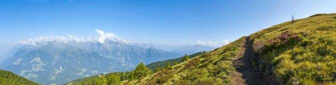 Auf der Tallner Alm im Hirzergebiet blühen unzählige Almrosen