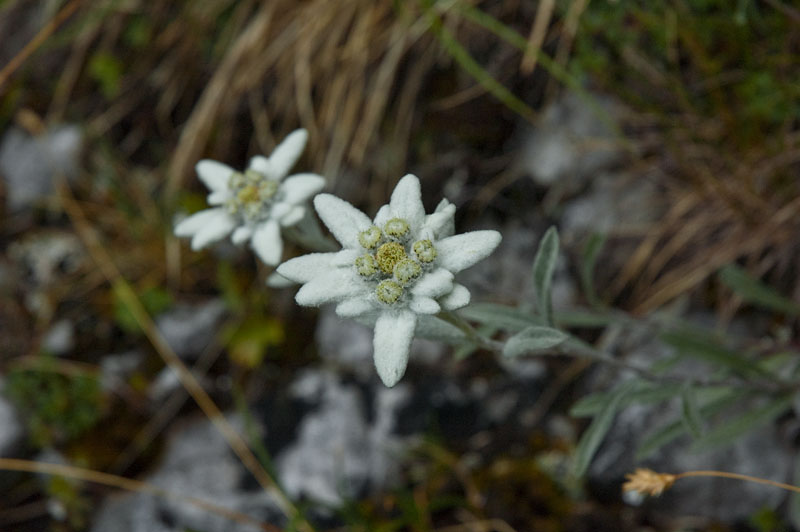 Edelweiss in den Brenta Dolomiten