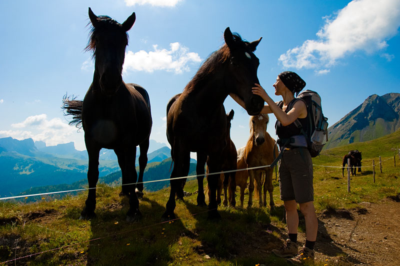 Pferd bei der Wanderung Col di Lana