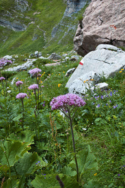 Flora der Brenta Dolomiten
